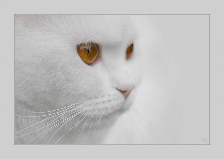 Прикачена снимка