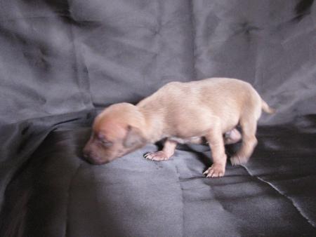 Прикачена снимка