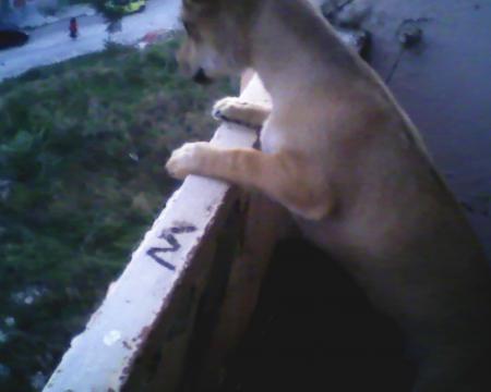 Прикачена снимка