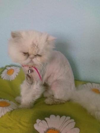 Прикачена снимка