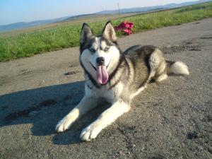 Прикачена снимка
