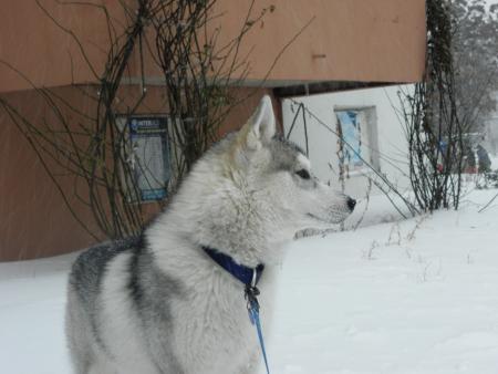 Прикачена снимка