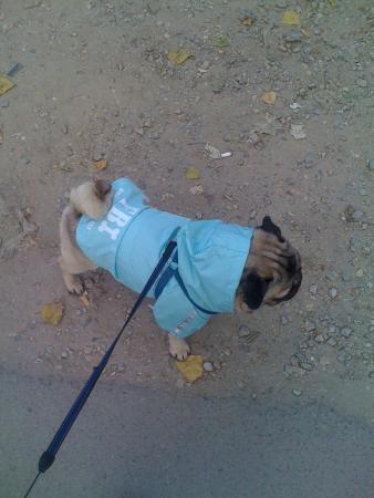 Прикачена снимка