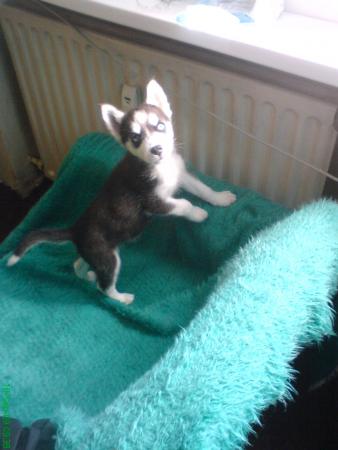 Прикачена снимка
