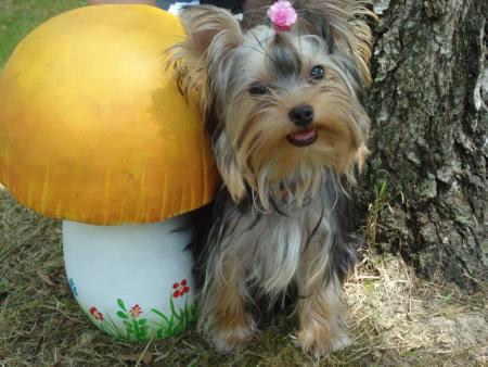 Прикачена снимка