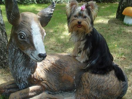 Прикачена снимка