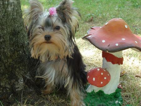 Прикачена снимка