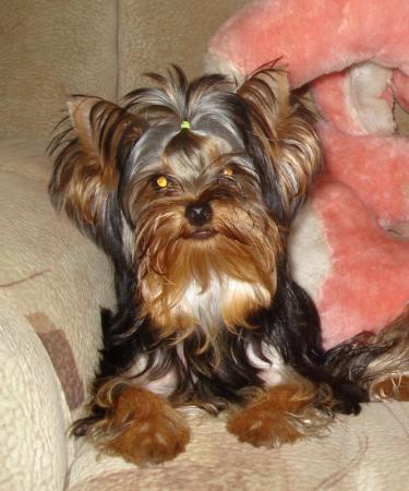 Прикачена снимка