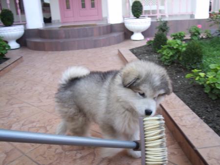 Прикачена снимка