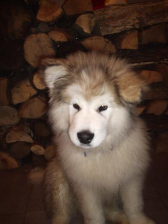 Прикачена снимка