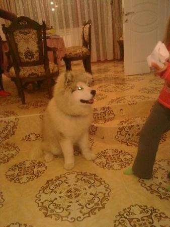 Прикачена снимка