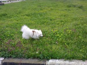 Прикачена снимка