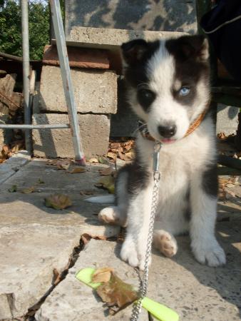 Прикачена снимка