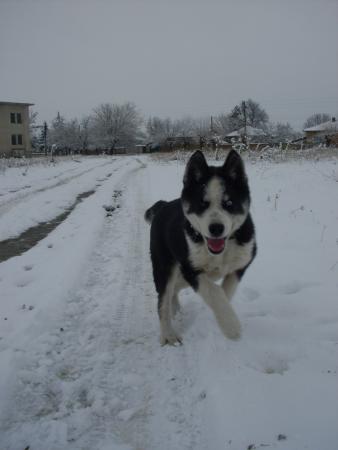 Прикачена снимка