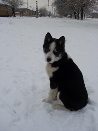 Прикачена снимка