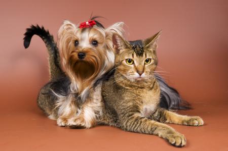 Прикачена снимка