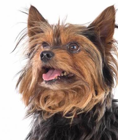 Прикачена снимка