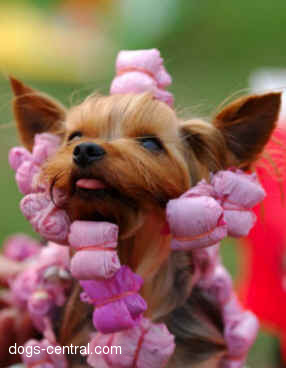 Прикачена снимка