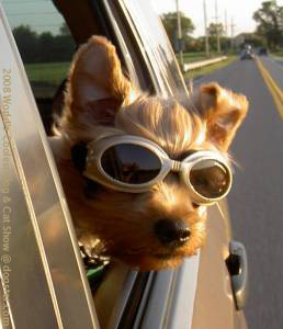 Прикачена снимка