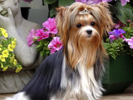 Прикачена снимка