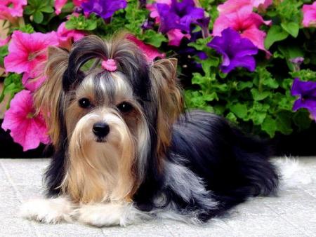 Прикачена снимка