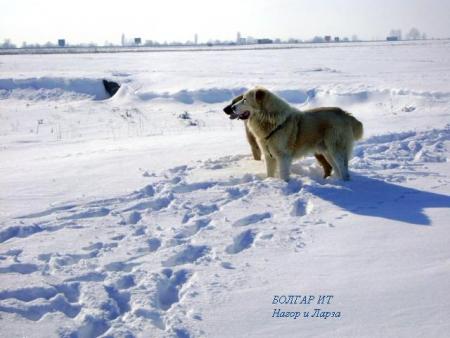 Прикачена снимка