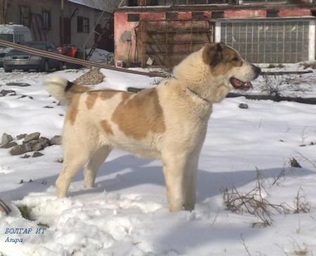 Прикачена снимка