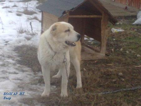 Прикачена снимка