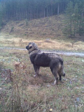 Прикачена снимка