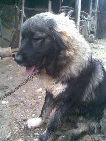 Прикачена снимка