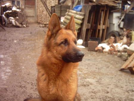 Прикачена снимка