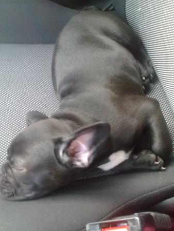 Прикачена снимка