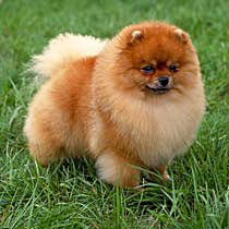 Прикачена снимка