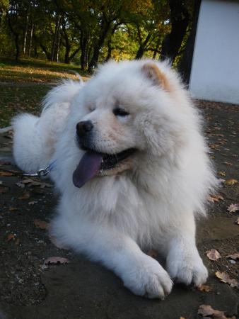 Прикачена снимка