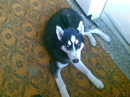 Прикачена снимка