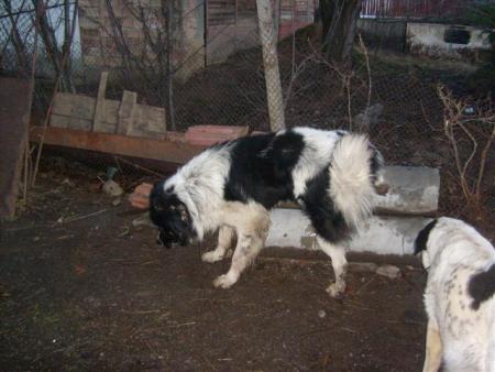 Прикачена снимка