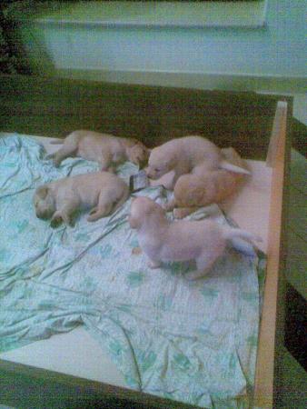 Прикачена снимка