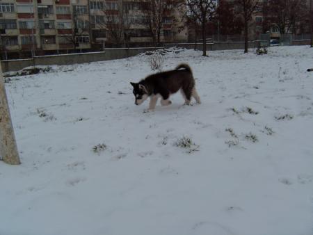 Прикачена снимка