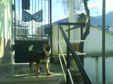 Прикачена снимка