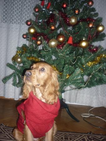 Прикачена снимка