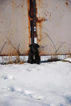 Прикачена снимка