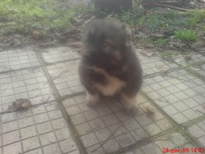 Прикачена снимка
