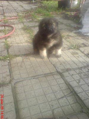 Прикачена снимка