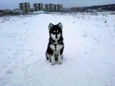 Прикачена снимка