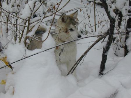 Прикачена снимка