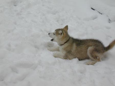 Прикачена снимка