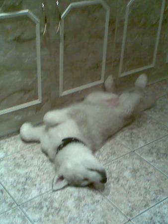 Прикачена снимка