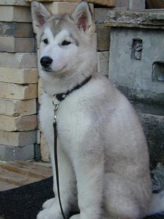 Прикачена снимка