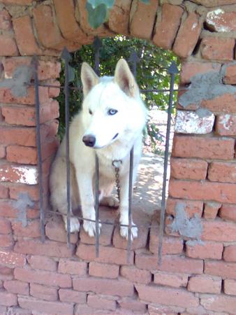 Прикачена снимка