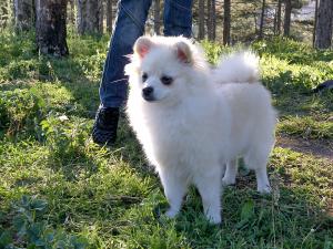 Прикачена снимка